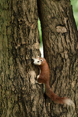 Brown squirrel