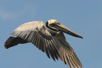 BIRDS- Florida- Close Up of a Colorful Brown Pelican in Flight
