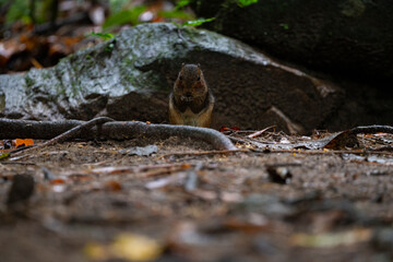 Brown Squirrel