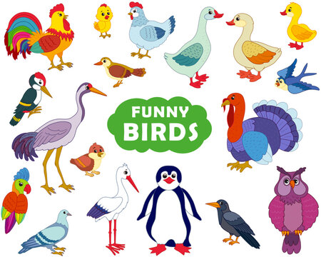 set of wild and domestic birds in a funny cartoon style. vector illustration