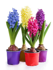 colorful flowers of hyacinth spring plant