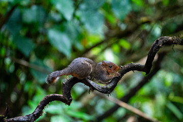 Squirrel