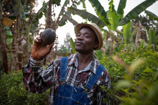 An avocado farmer in his plantation with an avocado in his hand, successful African businessman with the products of his fields.