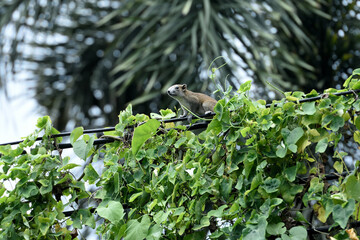 Squirrel