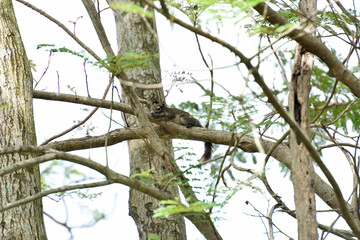 Squirrel