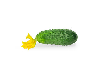 Cucumber isolated on white background. Macro photo fresh green cucumbers. Stock photo vegetable cucumbers . fresh cucumber with flower