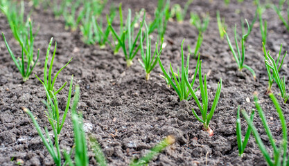 Young green onion grows outdoors in spring
