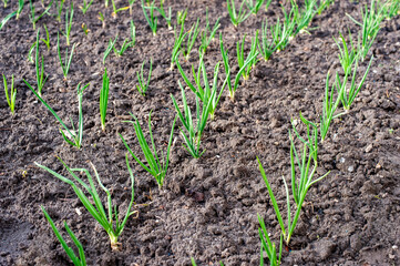 Young green onion grows outdoors in spring