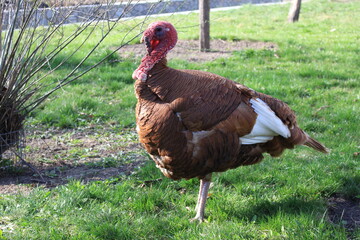 A large male turkey stands on green grass in a summer yard