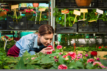 Woman gardener in hat and gloves works with flowers in the greenhouse.