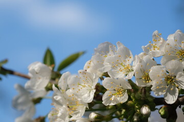 white tree blossom blossom close up selective focus with blue sky on background