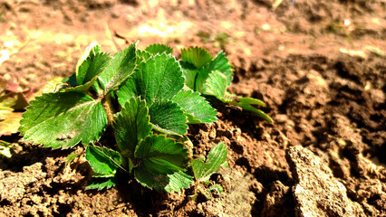 Young strawberry bushes in the soil in the sunlight. Growing strawberries. Concept Gardening and Agriculture. 