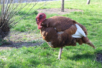 A large male turkey stands on green grass in a summer yard