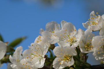 white tree blossom blossom close up selective focus with blue sky on background