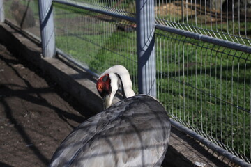 White-naped crane lives in Ukrainian zoo