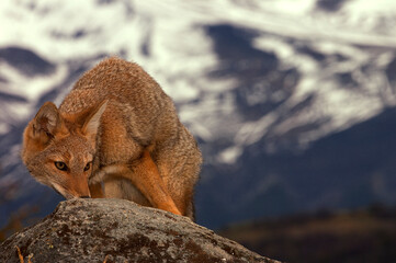 Patagonian fox, also called the chilla or the gray zorro in snow near National park Torres del Paine in Chili Patagonia with snow mountains.High quality photo