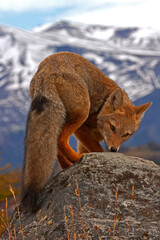 Patagonian fox, also called the chilla or the gray zorro in snow near National park Torres del Paine in Chili Patagonia with snow mountains.High quality photo