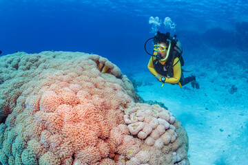 Underwater exploration. Divers dive on a tropical reef with a blue background and beautiful corals.