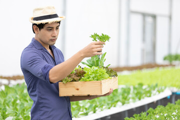 farmer looking organic vegetables on wooden basket in hydroponic farm