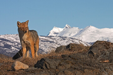 The zorro culpeo, also known as Andean fox, or South American fox with snow mountains in the National Park Torres del Paine in Patagonia Chili. High quality photo