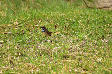 Bird Luscinia svecica is looking for food on the ground.