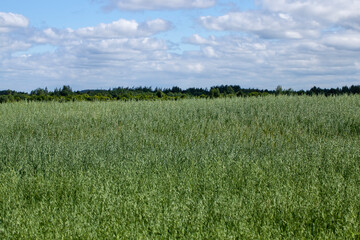 oat plant during cultivation in the field in summer