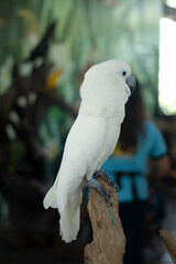 white parrot perched on a branch