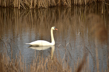 White swan, dry reeds and the mirror surface of the lake.