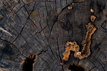 Black wooden rotten background, aged tree, rotten stump