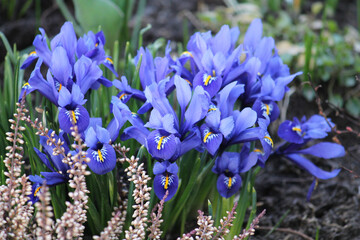 Blue netted iris (Iridodictyum reticulatum or Iris reticulata) flowers in garden