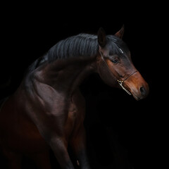 Portrait of a beautiful chestnut horse on black background isolated, head closeup.