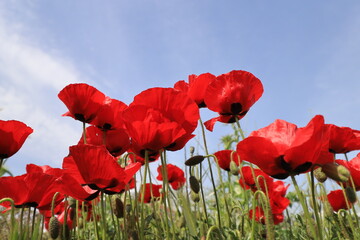 Obraz premium Papaver rhoeas, with common names including common poppy, corn poppy, corn rose, Flanders poppy, and red poppy, is an annual herbaceous species of flowering plant in the poppy family Papaveraceae.