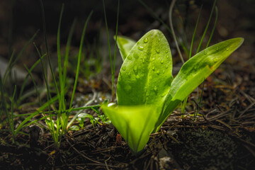 heart shaped grass