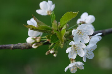White tree blossom close up selective focus. Blurred background with copy space. floral background