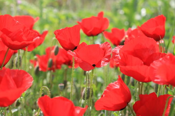 Papaver rhoeas, with common names including common poppy, corn poppy, corn rose, Flanders poppy, and red poppy, is an annual herbaceous species of flowering plant in the poppy family Papaveraceae.