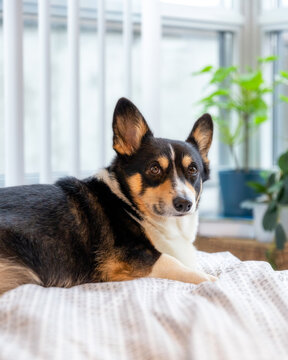 Cute Black Headed Tri Color Pembroke Welsh Corgi Laying On The Bed In A Bright Room. 
