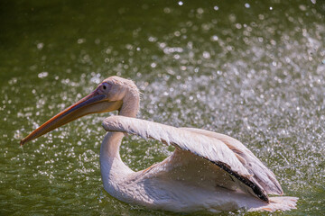 a swimming pelican in heavy rain