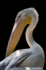 Closeup of a pelican on black background