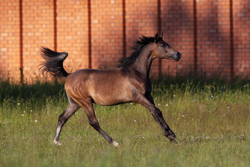 Portrait of a young chestnut arabian horse in motion on summer background
