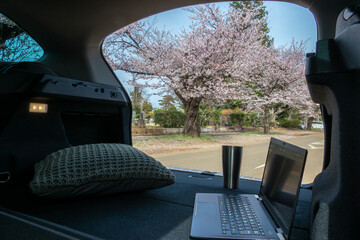 車中でのテレワーク　桜を見ながら　remote working in the car and   cherry blossoms