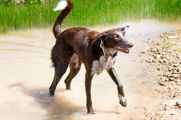 Perro en charca esperando palo