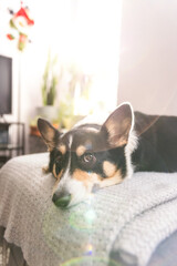 Tri color Pembroke Welsh Corgi laying down comfortably in a brightly lit modern room, with natural light and a sun flare