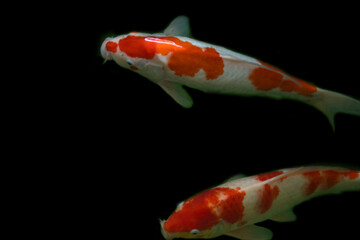 blurry koi fish swimming on black background