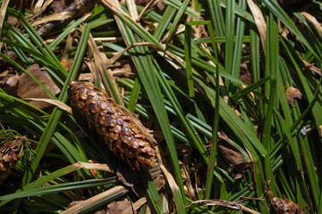Forest landscape. A fir cone on the ground among the green grass in spring
