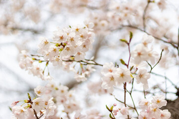 桜の花、兵庫県赤穂市、4月に撮影