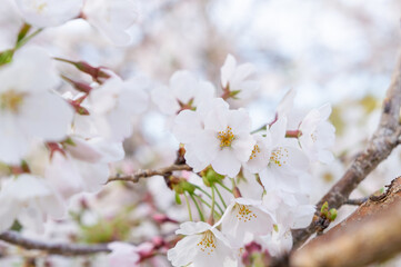 桜の花、兵庫県赤穂市、4月に撮影