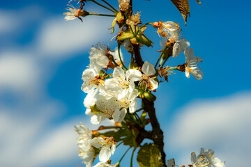 close up of cherry blossoms in spring, mediterranean