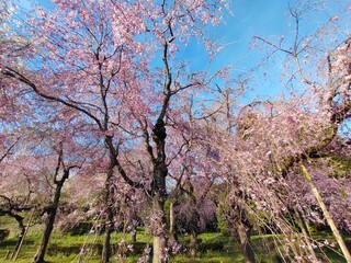 枝垂桜