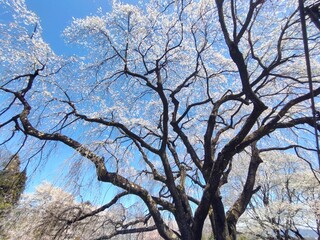 満開の枝垂れ桜