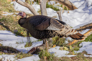 Male Wild Turkey in Winter in Zion National Park Utah